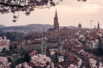 historic olttown of Bern during scenic cherry blossom in Rosengarten