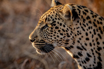 Close up of the side profile of a Leopard.
