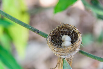 Closeup to Bird's nest on tree