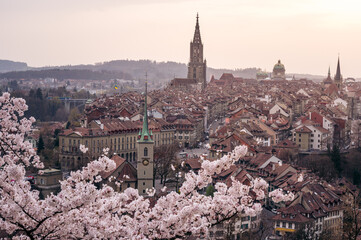 Naklejka premium historic olttown of Bern during scenic cherry blossom in Rosengarten