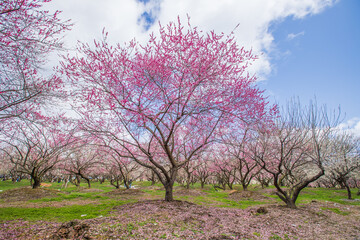 いなべ市農業公園　満開の枝垂れ梅