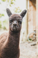 Obraz premium alpaca on natural background, llama on a farm, domesticated wild animal cute and funny with curly hair used for wool. High quality photo
