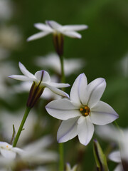 Close up ipheion uniflorum flowers
