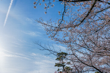 東京都北区王子にある飛鳥山公園の満開の桜の景色