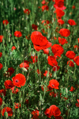 Field with blooming Poppy Flowers