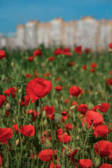 Field with blooming Poppy Flowers