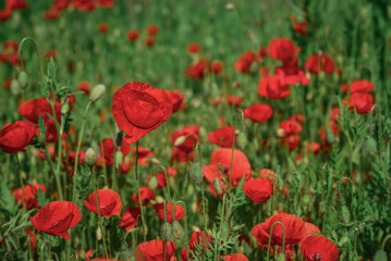 Field with blooming Poppy Flowers