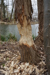 Baumstamm im Spreewald wurde von einem Biber angenagt