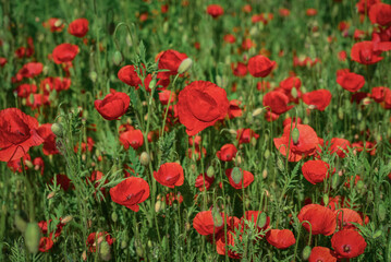 Field with blooming Poppy Flowers