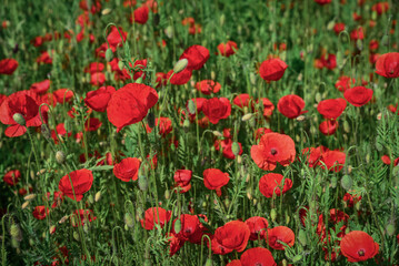 Field with blooming Poppy Flowers