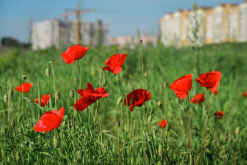 Field with blooming Poppy Flowers in front of new buildings at summer sunny day in Ukraine