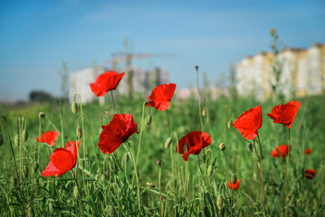 Field with blooming Poppy Flowers in front of new buildings at summer sunny day in Ukraine
