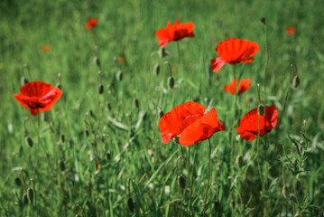 Field with blooming Poppy Flowers