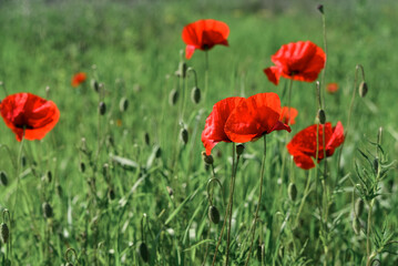 Field with blooming Poppy Flowers