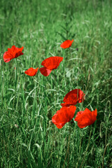 Fototapeta premium Field with blooming Poppy Flowers
