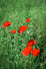 Field with blooming Poppy Flowers