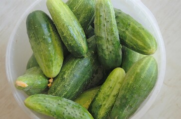fresh cucumbers in a bucket, harvest concept