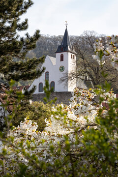 Frühlingsanfang mit Kirschblüten und Bergkirche in Zwingeberg an der Bergstraße unterhalb von Schloss Auerbach
