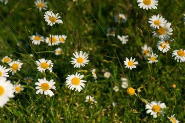 Field daisies in the meadow in the summer. Many daisies in the sunny weather. Pharmacy chamomile close-up.