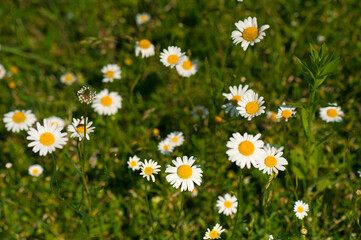 Fototapeta premium Field daisies in the meadow in the summer. Many daisies in the sunny weather. Pharmacy chamomile close-up.