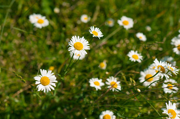 Field daisies in the meadow in the summer. Many daisies in the sunny weather. Pharmacy chamomile close-up.