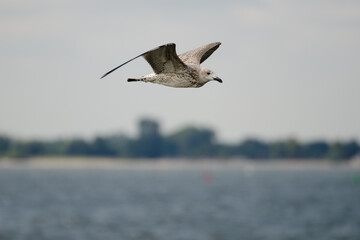 Fliegende Silbermöwe im Jugendkleid über Wasser mit Uferbereich und Küstenlinie im Hintergrund