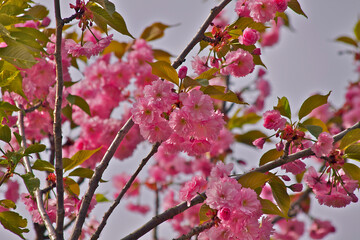 Cherry blossoms