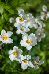 Anemony, zawilec, Zawilec wieńcowy w rozkwicie, wiosenne białe kwiaty