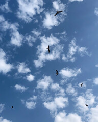 birds in flight
