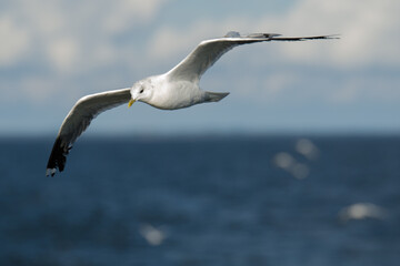 Fliegende Silbermöwe über dem Meer mit Horizont und Wolken