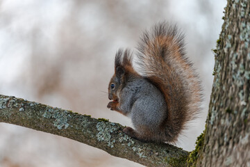 Squirrel on a branch in winter