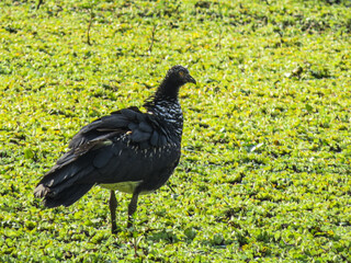 Aruco -Anhima cornuta