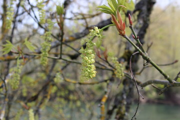 branch of a tree