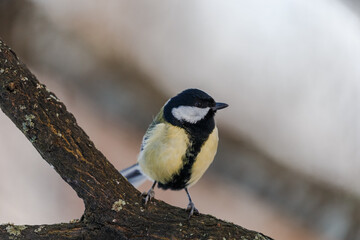 Obraz na płótnie Canvas Bird on a branch in winter