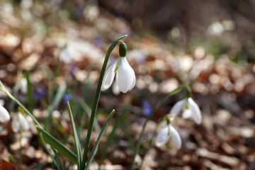 delicate snowdrop galanthus flowers in the spring forest