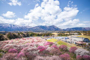 いなべ市農業公園　満開の枝垂れ梅