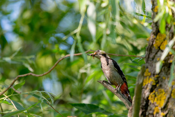 Close up Syrian woodpecker or Dendrocopos syriacus on tree next to its hole.