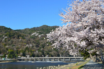 Fototapeta na wymiar 春の京都市嵐山 満開の桜と渡月橋01