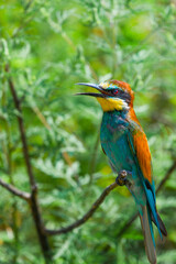 European bee-eater or Merops apiaster is sitting on a twig