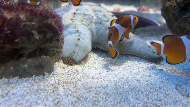Cushion sea star and clown fish on the sea bed