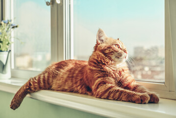 Ginger cat sleeping on the windowsill