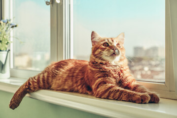 Ginger cat sleeping on the windowsill