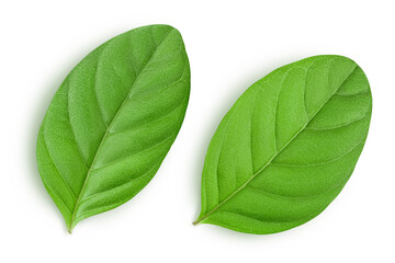 Obraz premium Fresh Guava leaf isolated on white background with clipping path