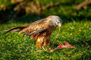 Hunter with caught prey. Red kite, Milvus milvus, tears bone from killed hare. Endangered beautiful bird of prey with red feather. Majestic raptor in wild nature. Hungry predator. Wildlife from Europe