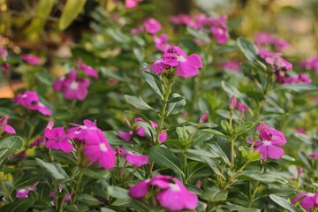 pink flowers in the garden