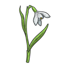 Snowdrop galanthus flower color sketch engraving vector illustration. T-shirt apparel print design. Scratch board imitation. Black and white hand drawn image.