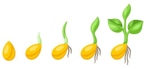 Seeds germination stages for sowing. Agricultural planting illustration.