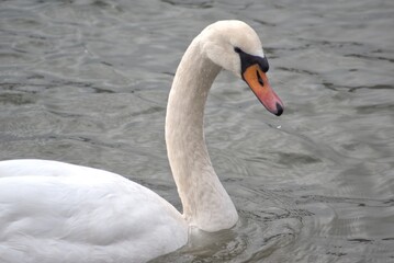 Łabędź niemy. Piękny ptak będący symbolem wierności
