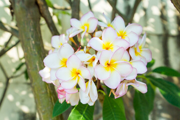 Frangipani flowers on the tree, focus selective.