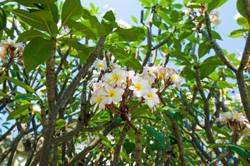 Frangipani flowers on the tree, focus selective.